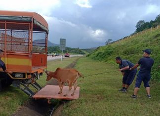 Penternak yang melepaskan ternakan berkeliaran akan dipenjara dan didenda