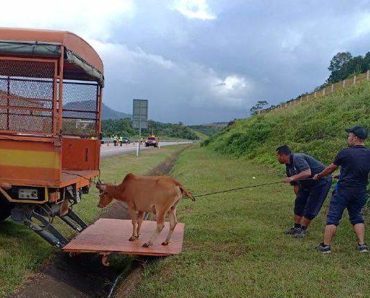 Penternak yang melepaskan ternakan berkeliaran akan dipenjara dan didenda