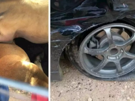 Tayar pancit Honda Odyssey selamatkan lembu daripada dicuri