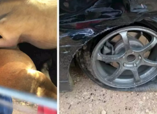 Tayar pancit Honda Odyssey selamatkan lembu daripada dicuri