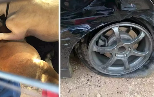 Tayar pancit Honda Odyssey selamatkan lembu daripada dicuri
