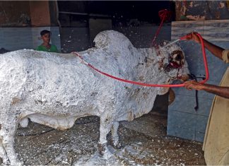 Khas pada Aidil Adha sahaja, car wash jadi cow wash