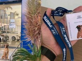 Pusat pengedar Hyundai di Brazil lantik anjing terbiar jadi pekerja
