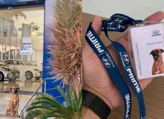 Pusat pengedar Hyundai di Brazil lantik anjing terbiar jadi pekerja