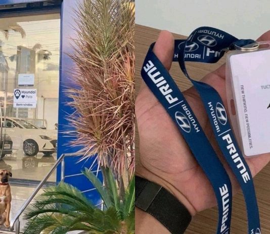 Pusat pengedar Hyundai di Brazil lantik anjing terbiar jadi pekerja
