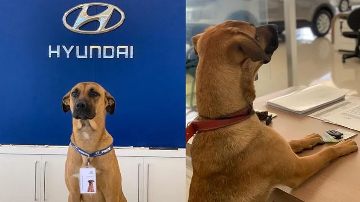 anjing hyundai