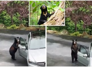 “Tahu pula dia buat macam tu,” Beruang ini secara spontan buka pintu kereta