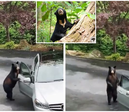 “Tahu pula dia buat macam tu,” Beruang ini secara spontan buka pintu kereta