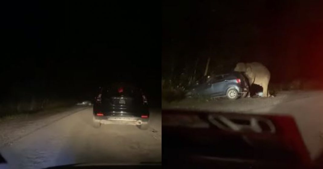 Gajah Mengamuk Pijak Kereta Di Gerik Lepas Dengar Bunyi Hon Motoqar