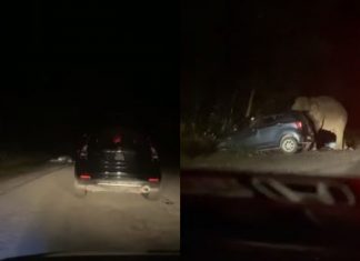 Gajah mengamuk pijak kereta di Gerik, lepas dengar bunyi hon