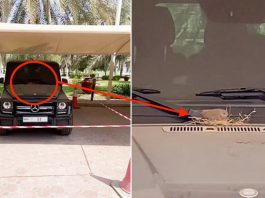 Putera Mahkota Dubai biarkan burung buat sarang pada Mercedes-AMG G63 miliknya
