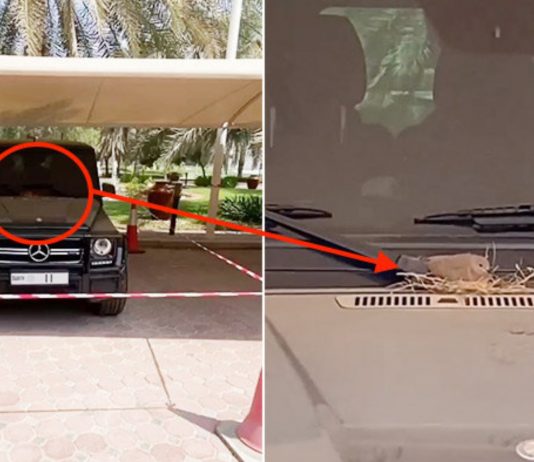 Putera Mahkota Dubai biarkan burung buat sarang pada Mercedes-AMG G63 miliknya