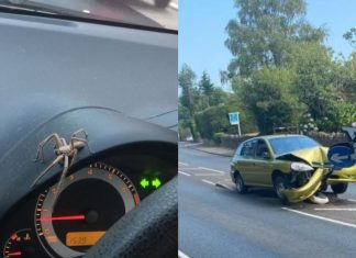 Pemandu langgar pembahagi jalan selepas terkejut tengok labah-labah dalam kereta