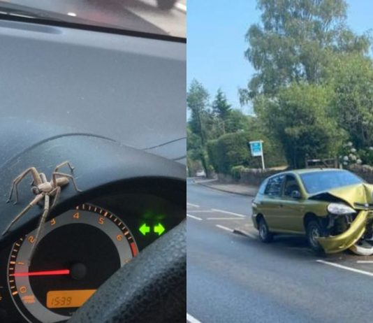 Pemandu langgar pembahagi jalan selepas terkejut tengok labah-labah dalam kereta