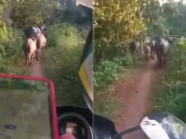 GPS sebabkan pengguna motosikal ini terpaksa beratur di belakang kerbau