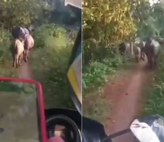 GPS sebabkan pengguna motosikal ini terpaksa beratur di belakang kerbau