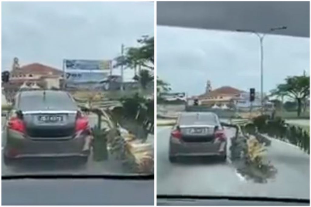 vios pokok pisang