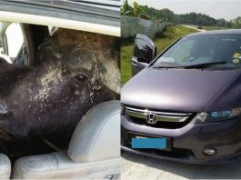 Guna Honda Odyssey untuk bawa kerbau curi