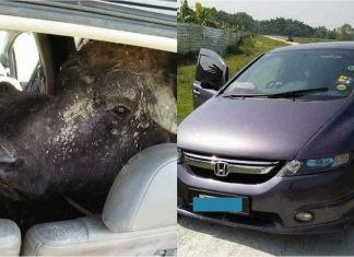 Guna Honda Odyssey untuk bawa kerbau curi