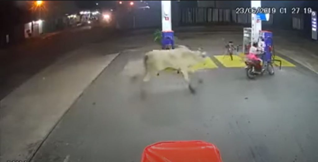 lembu penunggang motosikal