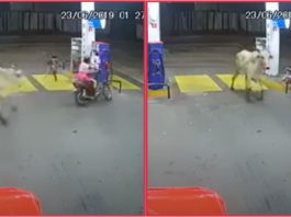 Lembu liar mengamuk, serang penunggang motosikal di stesen minyak