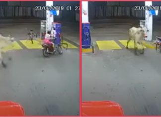 Lembu liar mengamuk, serang penunggang motosikal di stesen minyak