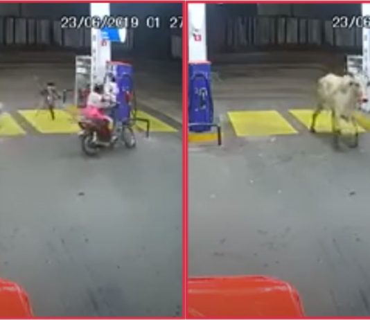 Lembu liar mengamuk, serang penunggang motosikal di stesen minyak