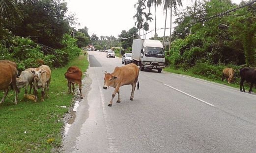 lembu penunggang motosikal