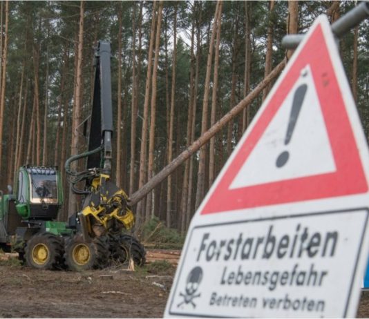 Tesla diarah hentikan penebangan pokok di Gigafactory Jerman kerana ganggu hibernasi ular