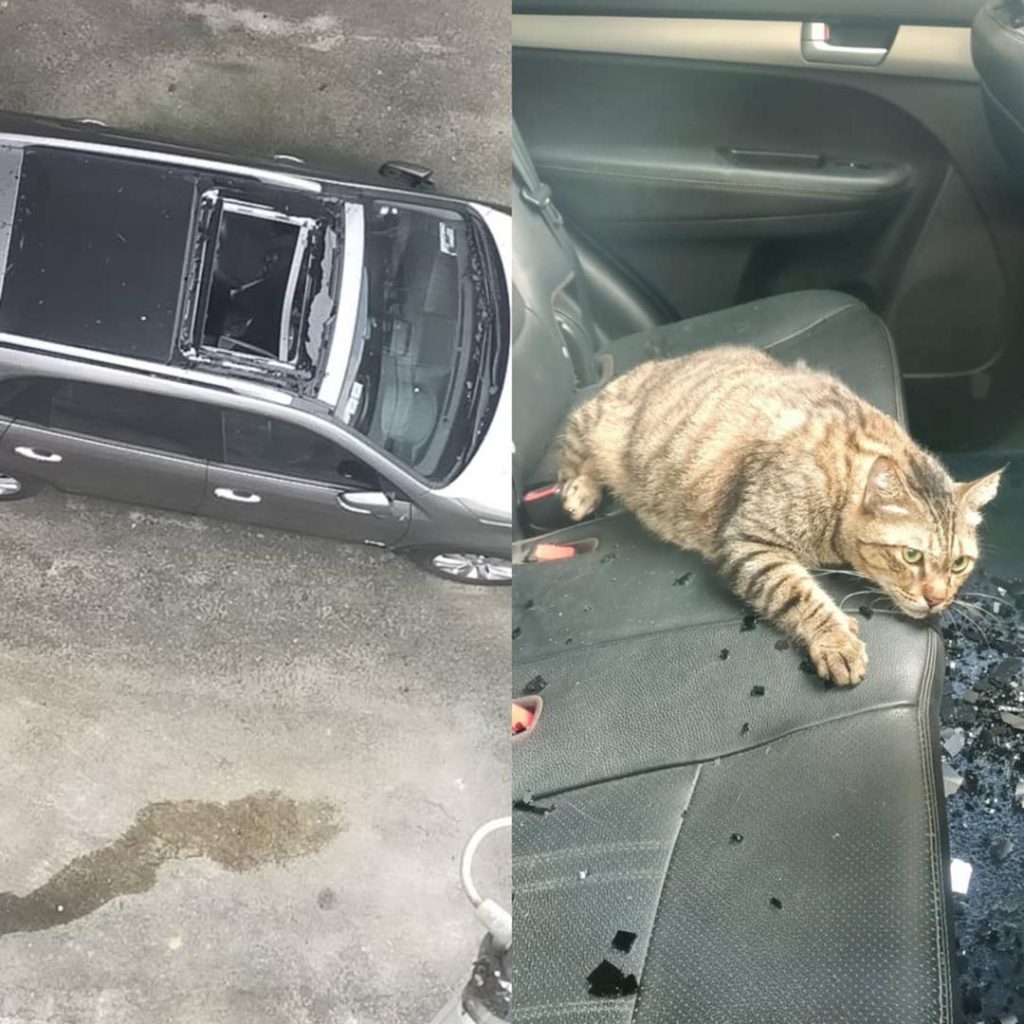 kucing kereta