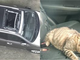 Kucing mendarat dalam kereta selepas terjatuh dari tingkat 10