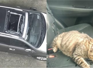 Kucing mendarat dalam kereta selepas terjatuh dari tingkat 10