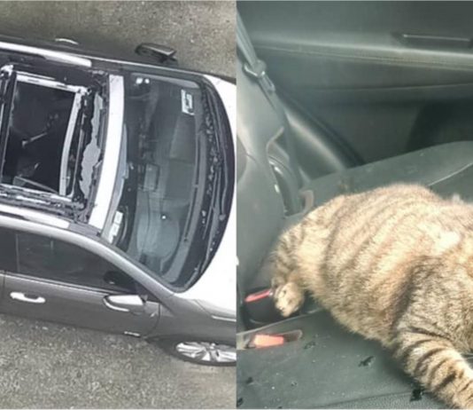 Kucing mendarat dalam kereta selepas terjatuh dari tingkat 10