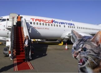 Kucing mengamuk jadi punca pesawat Tarco Airlines mendarat cemas
