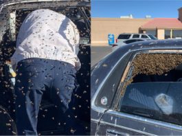 Parkir dan tidak tutup tingkap, kereta lelaki ini jadi sarang 15,000 ekor lebah