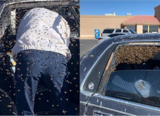 Parkir dan tidak tutup tingkap, kereta lelaki ini jadi sarang 15,000 ekor lebah