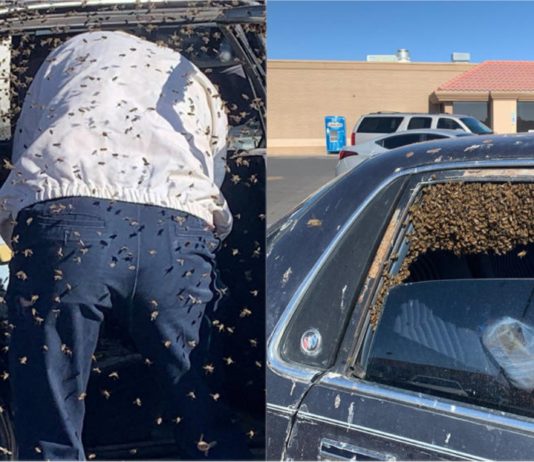 Parkir dan tidak tutup tingkap, kereta lelaki ini jadi sarang 15,000 ekor lebah