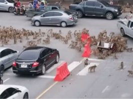 Monyet ambil alih jalan raya Lopburi, punca trafik sesak beberapa minit