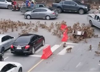 Monyet ambil alih jalan raya Lopburi, punca trafik sesak beberapa minit