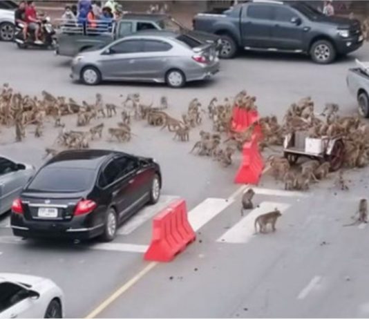Monyet ambil alih jalan raya Lopburi, punca trafik sesak beberapa minit