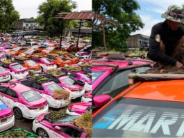 Kesan pandemik, 200 teksi terbiar dijadikan kebun mini di Thailand