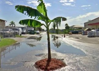 Sakit hati jalan berlubang teruk, lelaki ini tanam pokok pisang