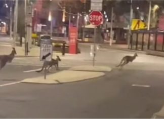 Penduduk Canberra berkurung dalam rumah, tiga ekor kanggaru bersiar di bandar sunyi sepi