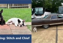 Sayang betul, sanggup tawar kereta klasik Plymouth VIP sebagai ganjaran temui dua anjing