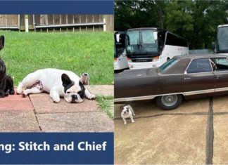 Sayang betul, sanggup tawar kereta klasik Plymouth VIP sebagai ganjaran temui dua anjing