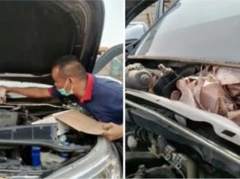Gara-gara sorok wang celah enjin tak nak isteri tahu, lelaki ini berputih mata duit digigit tikus
