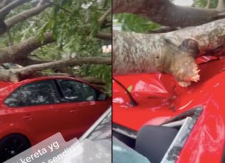 Kereta baru sebulan pakai dihempap pokok, netizen mulut puaka pertikai punca rezeki