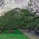 Pokok hujan-hujan taiping – 01