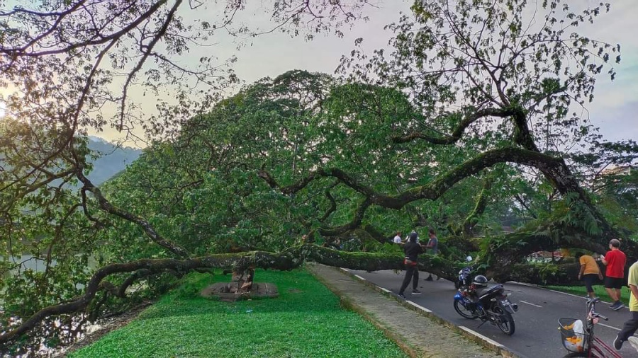 Sepohon Pokok Hujan hujan Ikon Bandar Warisan Taiping Berumur 137 Sepohon Pokok Hujan hujan Ikon Bandar Warisan Taiping Berumur 137