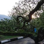 Pokok hujan-hujan taiping – 02